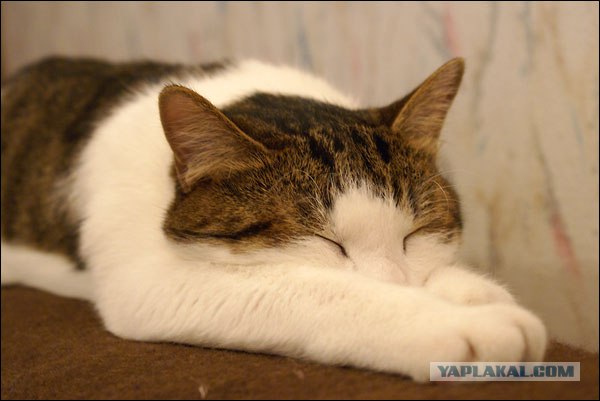 Эй! Ну погладь котика! Погладь кота