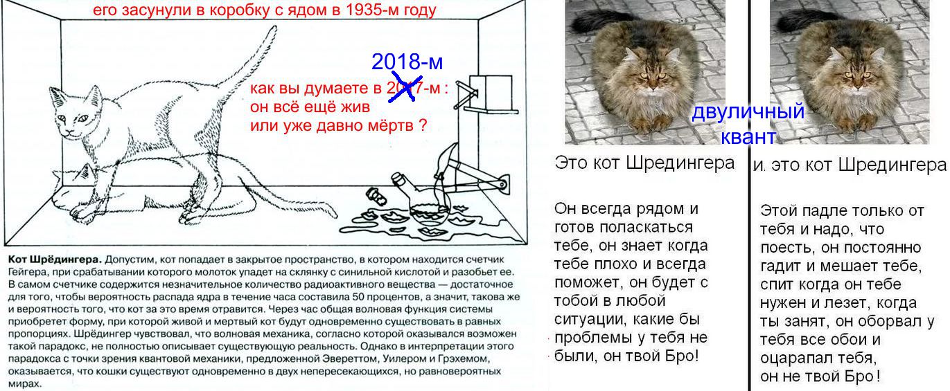 Как выглядит кот шредингера