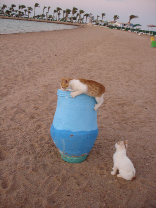 Котовторник в Египте