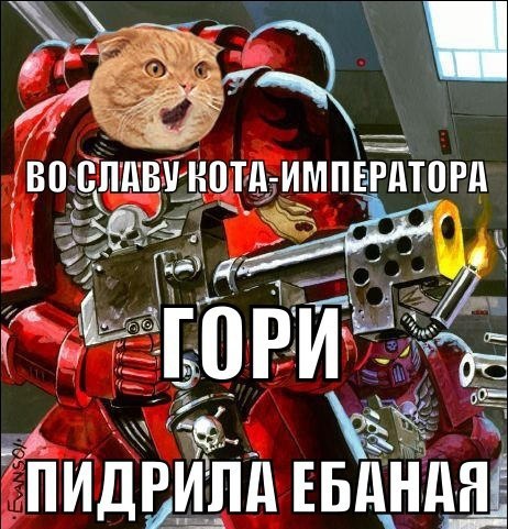 Боевые коты