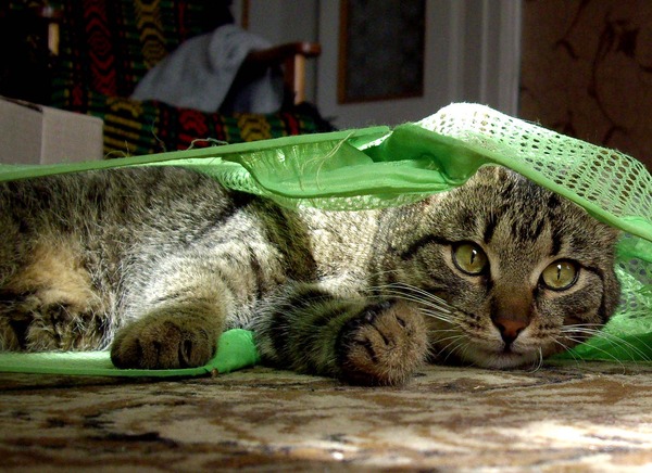Десантный котовторник