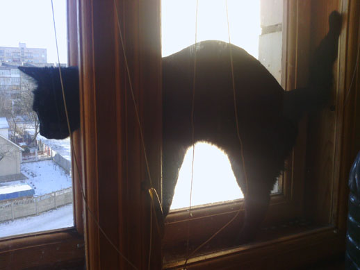 Котовторник 27.12.11