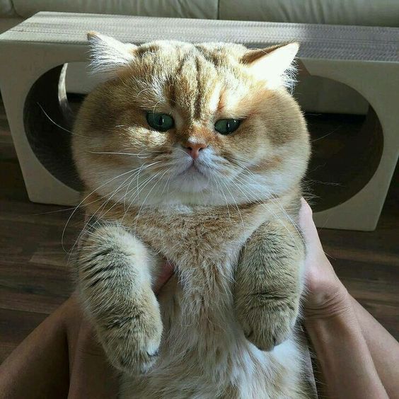 Прикольных котов пост
