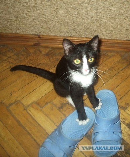 Котовторник  21.08.12