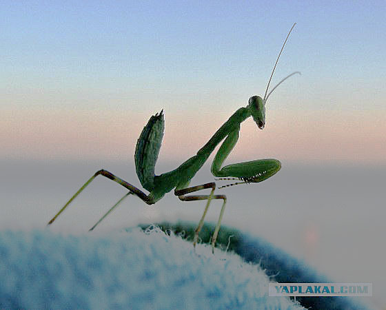 любительская фотография