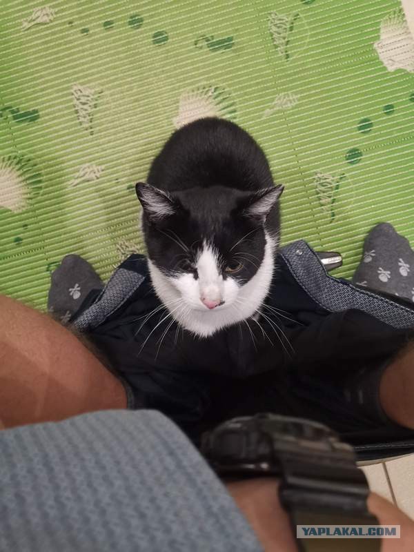 Начнем котоФторник?