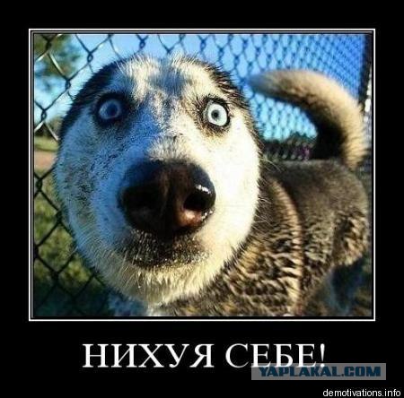 Американский блоггер в шоке от реакции челябинцев