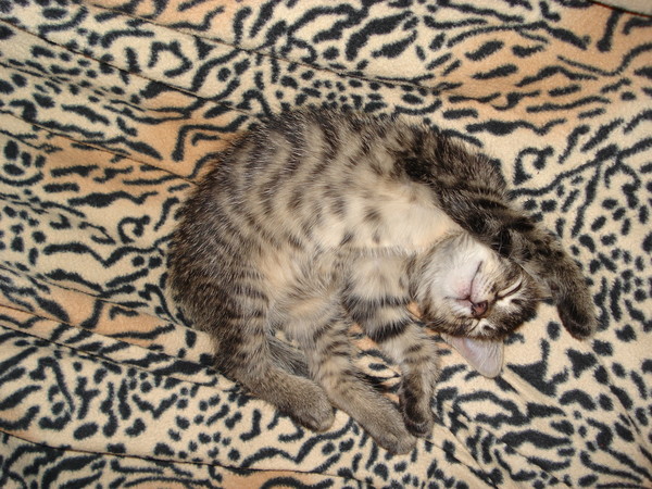 Котовторник  19.03.2013