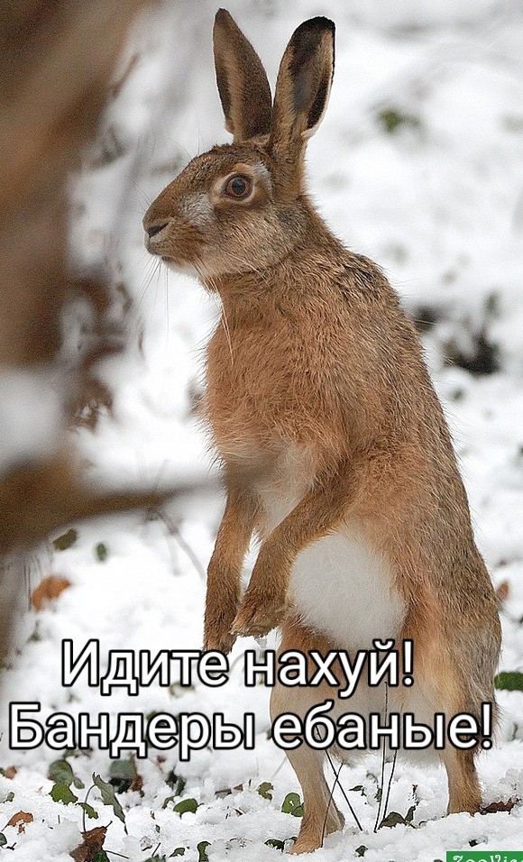 Верховная рада запретила называть серого зайца «русаком».