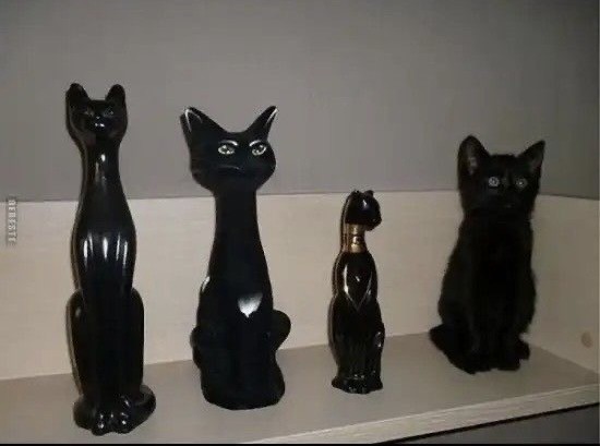 Мой котовторник..