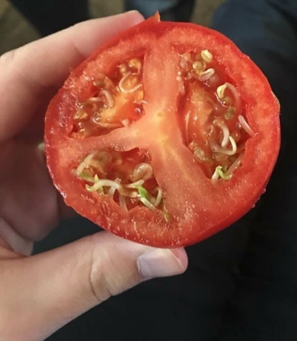 Живородящие растения