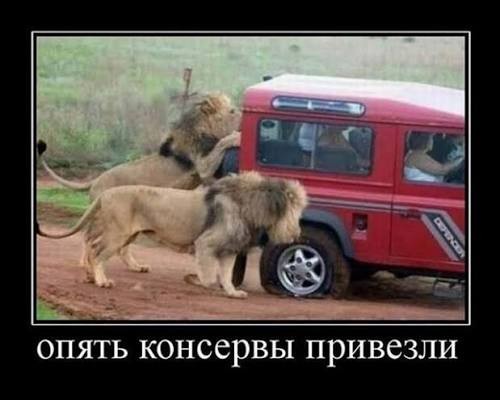 Картинки для деградации 239 (разной степени свежести)