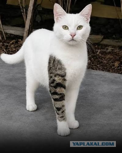 Кот поллитра