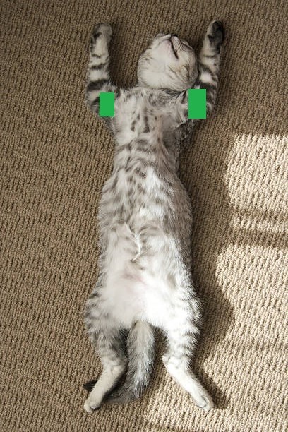 Растягиваем кота