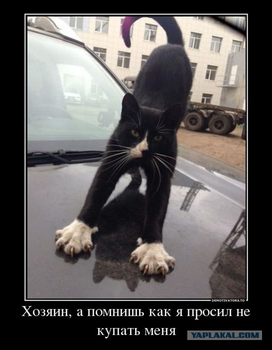 Наглый кот торопится на теплый капот