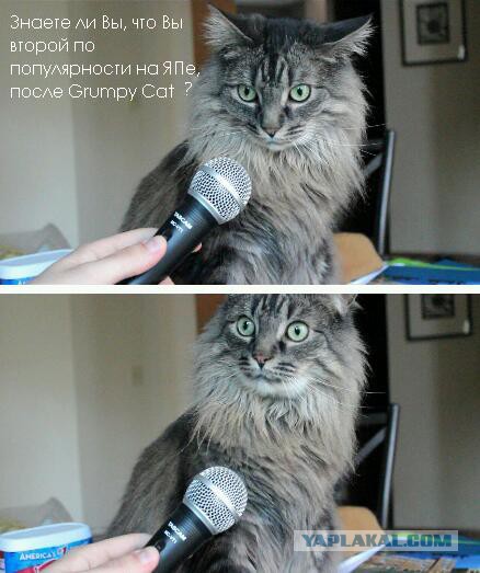 Давно что то не видно интервью у кота...