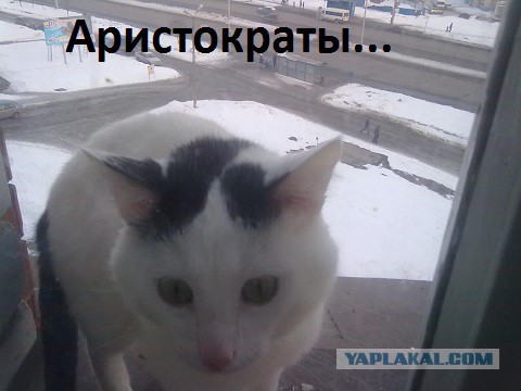 Котовторник 29.04.14.