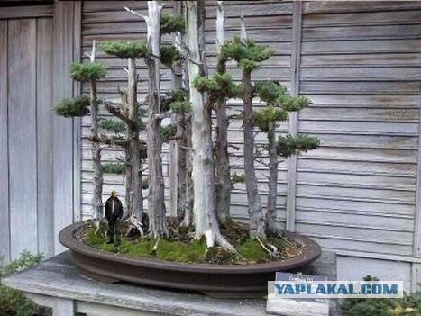 Могучие, многолетние деревья.