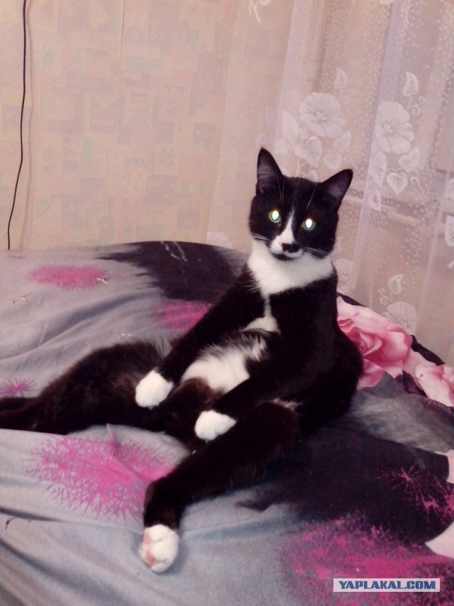 Нашел себе кота на свою голову