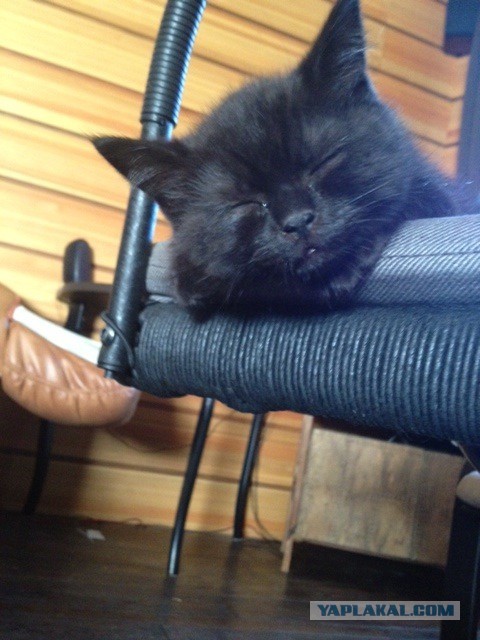 Котовторник 22.07.14