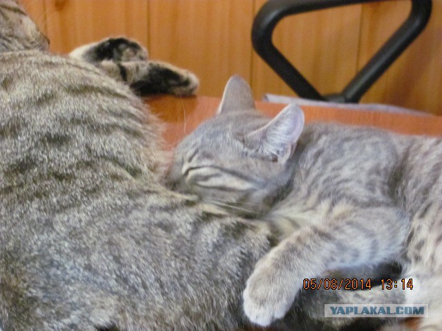 Котовторник 05.08.2014