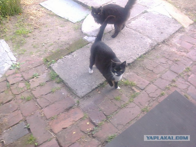 Котовторник 19.08.2014