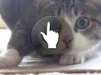 Коте на поле боя