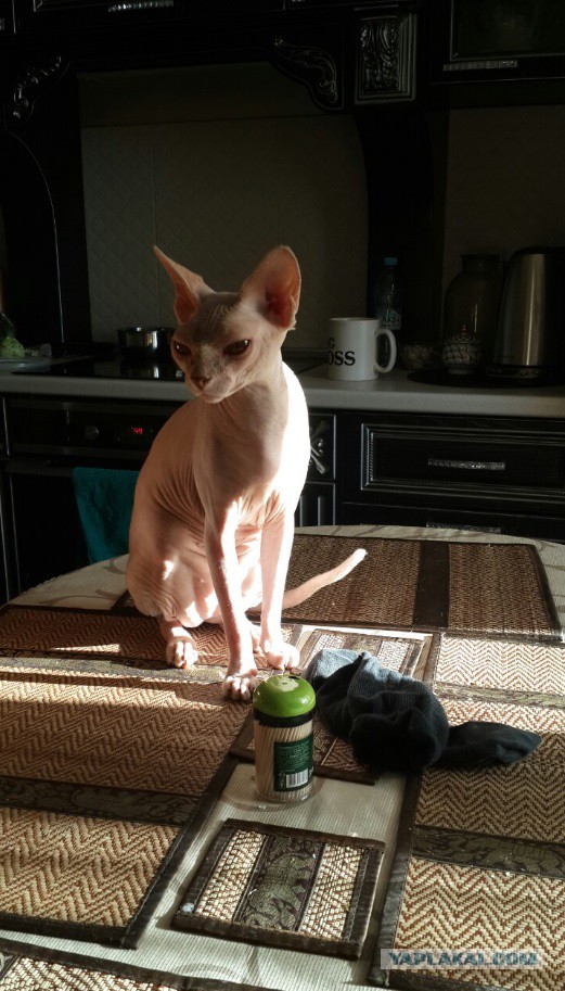Котовторник 26.08.14.