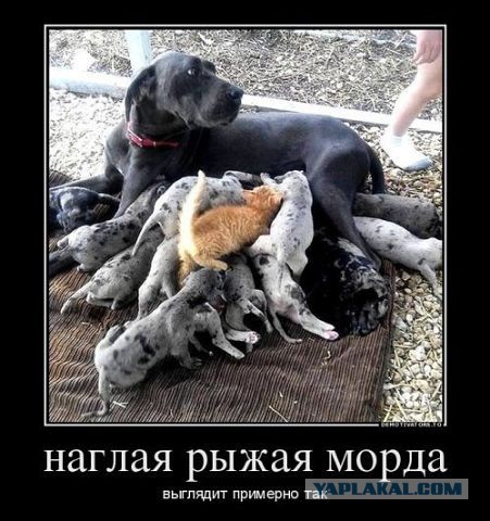 Весёлое из сети