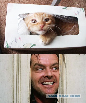 Котэ-Карма, (одни гитаристы бля в стране:)