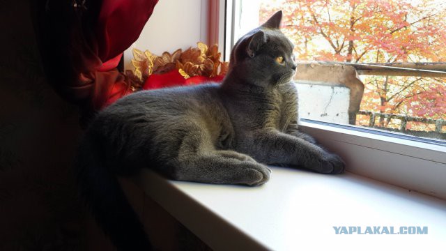 Котовторник 24.03.2015