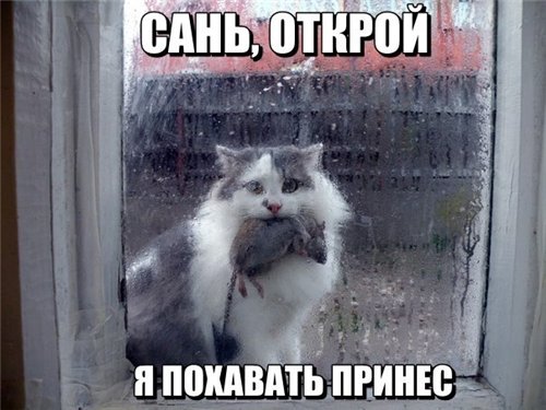 Весёлости в картинках
