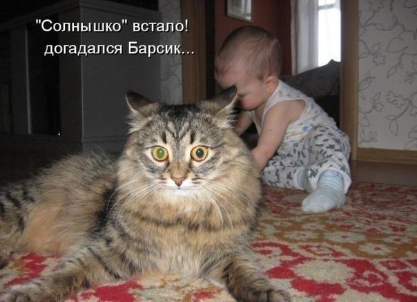Прикольные коты