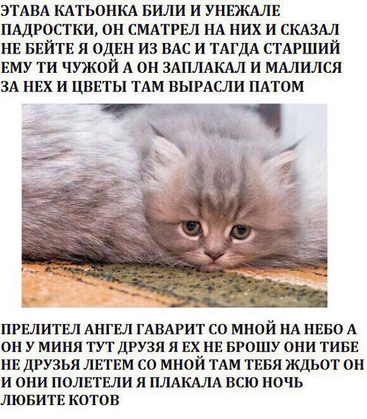 Котовторник 17.11.2015