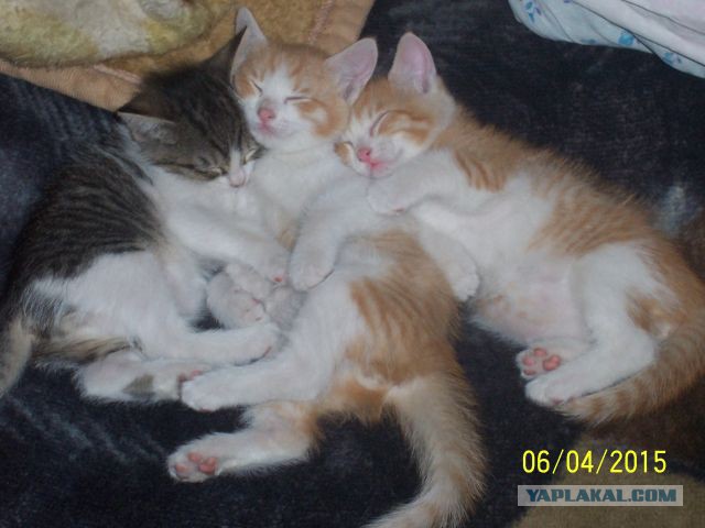Котовторник