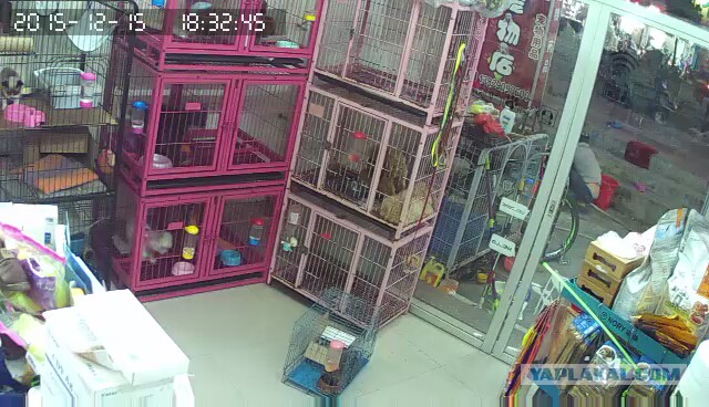 За что я люблю китайцев