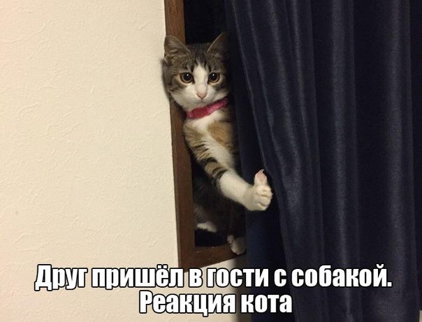 Картинки и демотиваторы