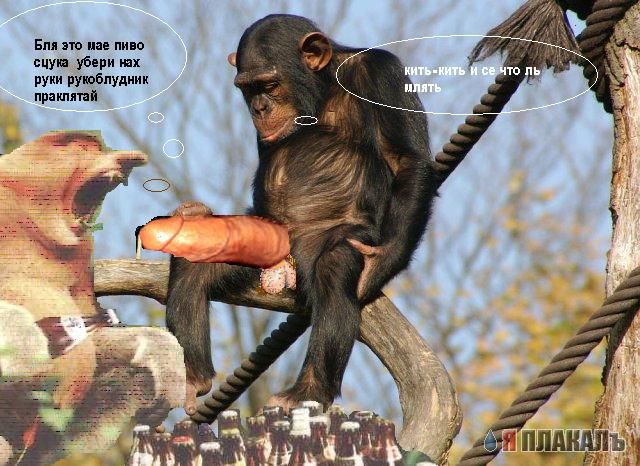 Грустный самец