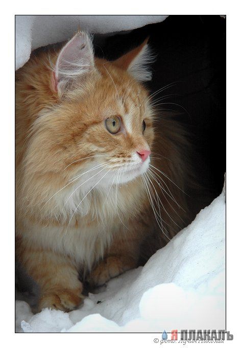 Коты, кошки, котята