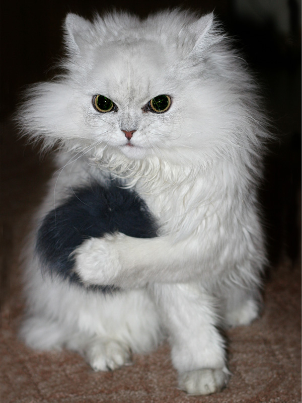 Коты, кошки, котята