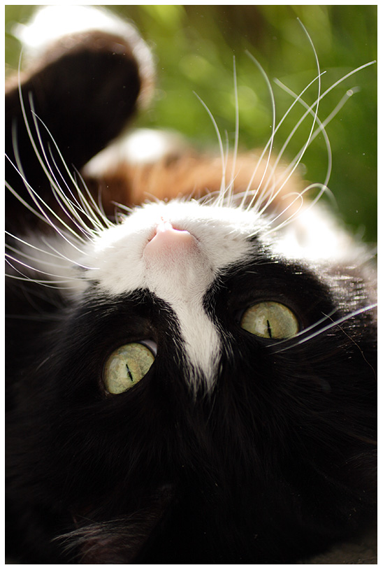 Коты Среды