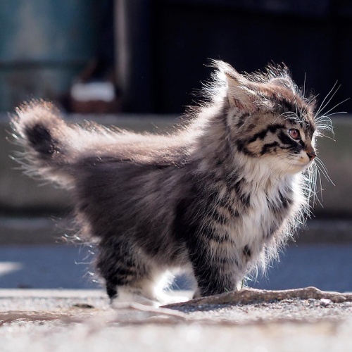 Картинки из сети