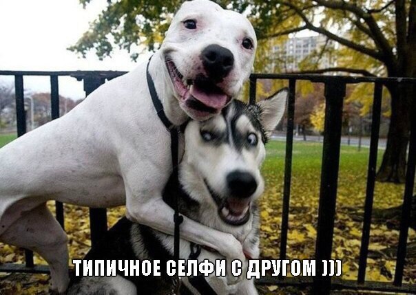 Мохнатые беспредельщики
