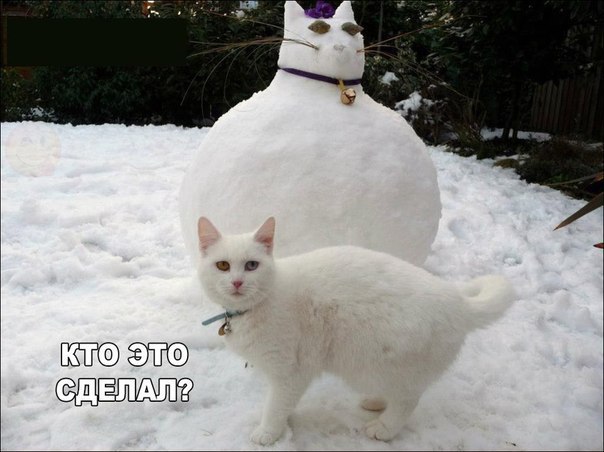 Прикольные животные