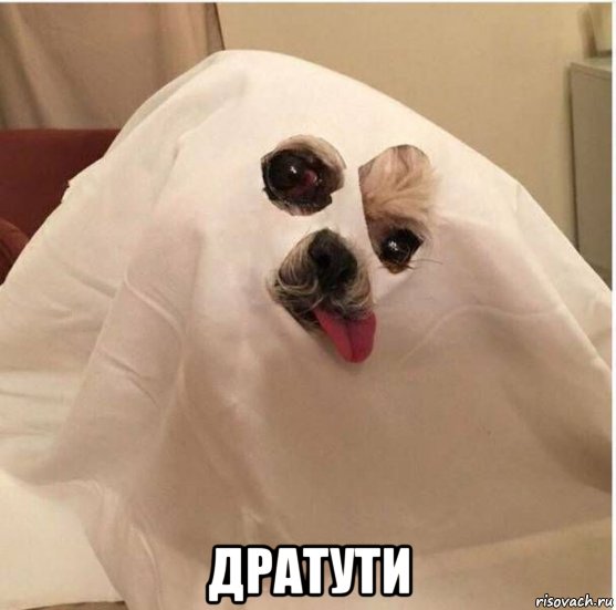 Порция картинок из сети