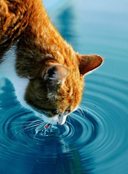 Коты и Кошки