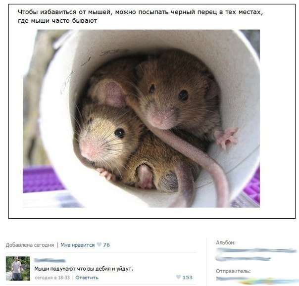 Забавные комментарии, шутки и фразы из этих ваших интернетов