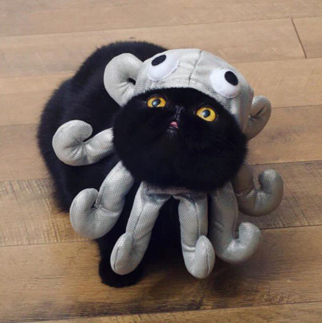 Коты и Кошки