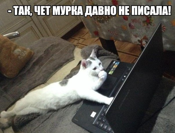 Прикольных котов пост