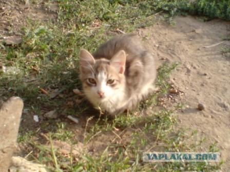 Котовторник на ЯПлакалъ